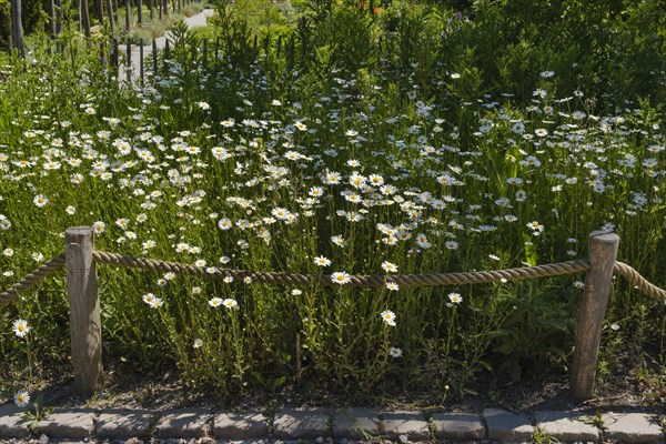 Meadow with daisies