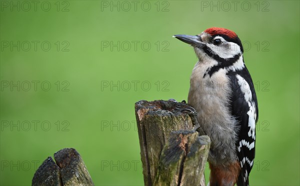 Great Spotted Woodpecker