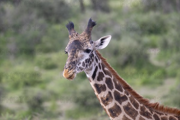 Masai giraffe