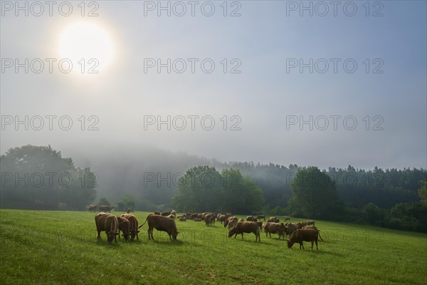 Cattle herd