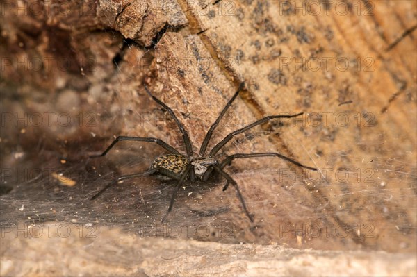 Giant house spider