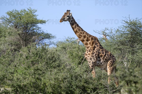 Masai giraffe