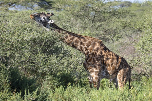 Masai giraffe