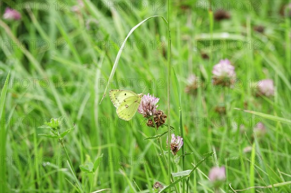 Pale clouded yellow