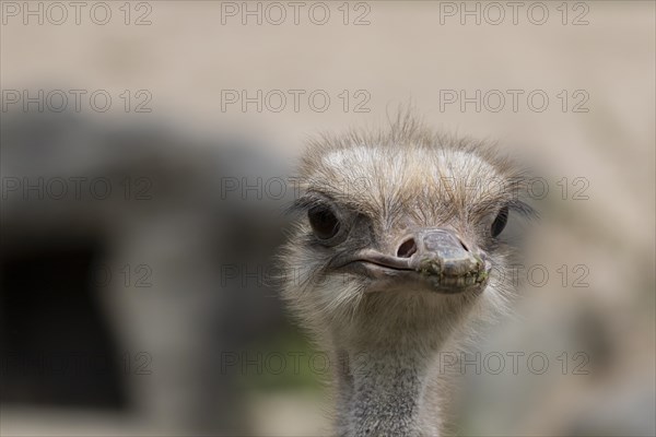 South African ostrich