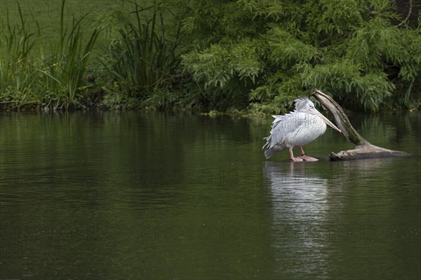 Pink-backed pelican