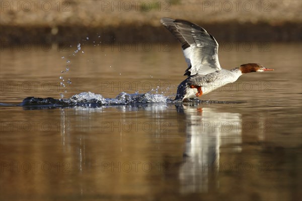 Common merganser