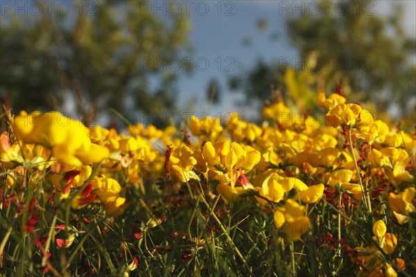 Bird's-foot trefoil