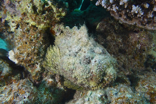 Reef stonefish