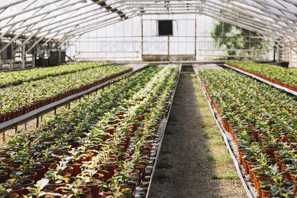 Fresh plants growing greenhouse