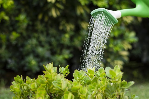 Close up watering plants