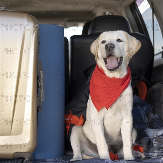 Cute dog with red bandana looking away