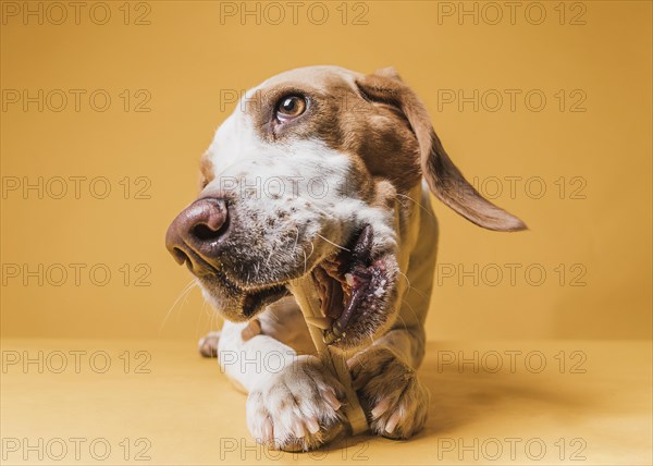 Front view funny dog eating bone