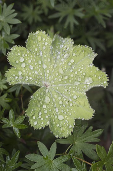 Lady's mantle