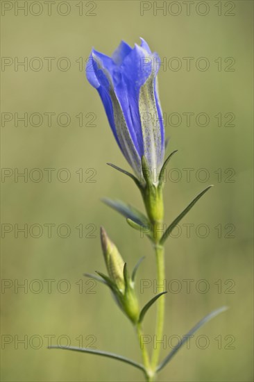 Marsh gentian