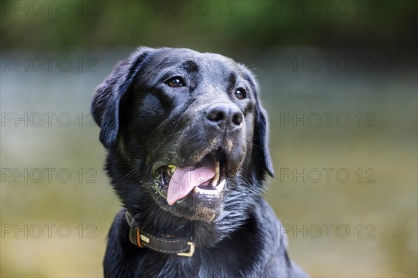 Portrait of a Labrador dog