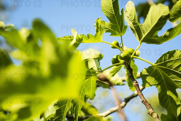 Ripe figs on a tree