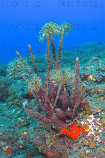 Mediterranean fanworm