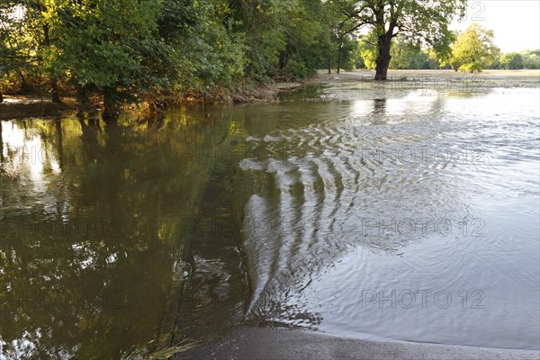 Summer floods in the alluvial forest