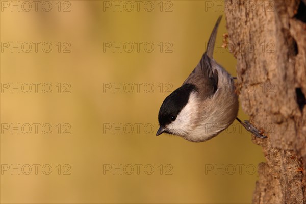 Marsh Tit