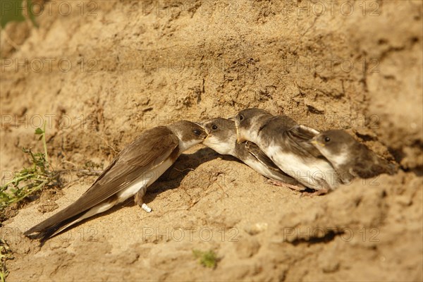 Sand martin