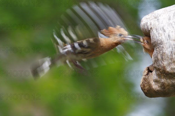 Hoopoe