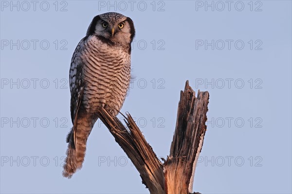 Northern hawk owl