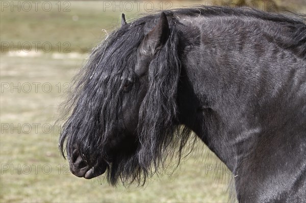 Stallion of a Friesian