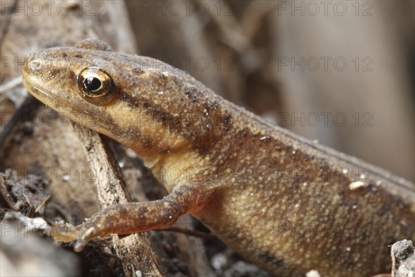 Common newt