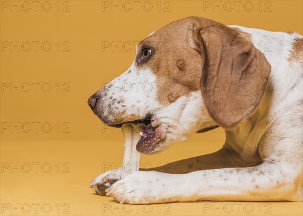 Lateral view cute dog eating bone