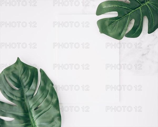Overhead view two monstera leaf swiss cheese leaf with blank white paper