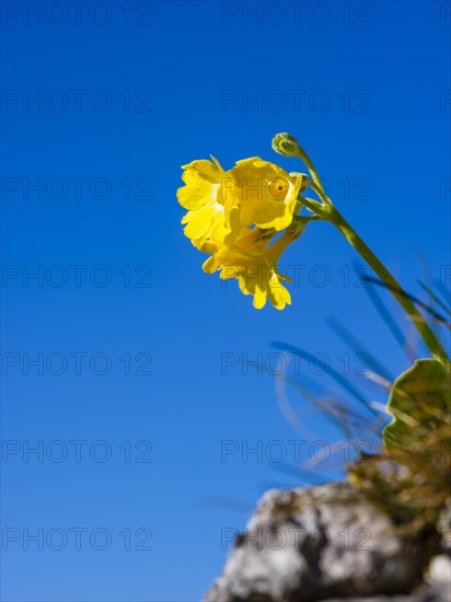 Alpine auricula