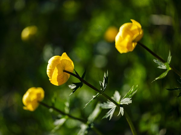 Troll flowers