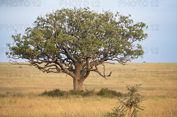 Liverwurst tree with leopard