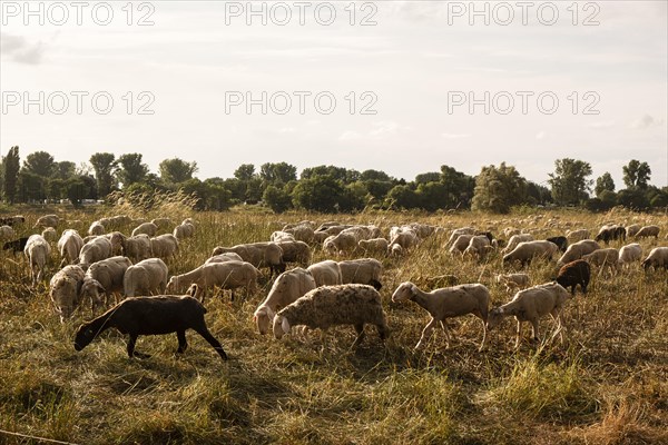 Flock of sheep in a meadow on the Rhine near Duesseldorf
