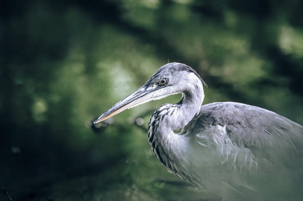 Grey heron