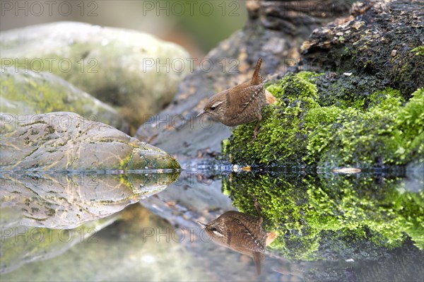 Eurasian wren