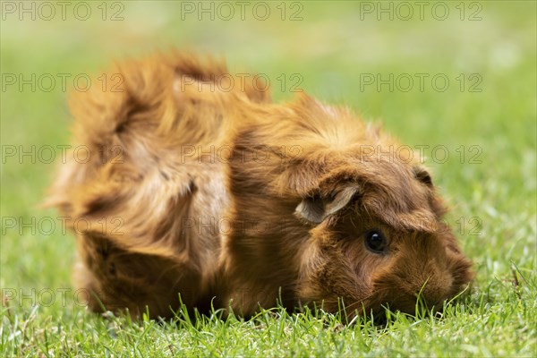 Domestic guinea pig