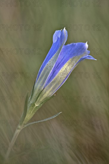 Marsh gentian