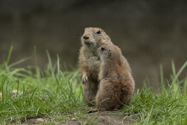 Black-tailed prairie dogs