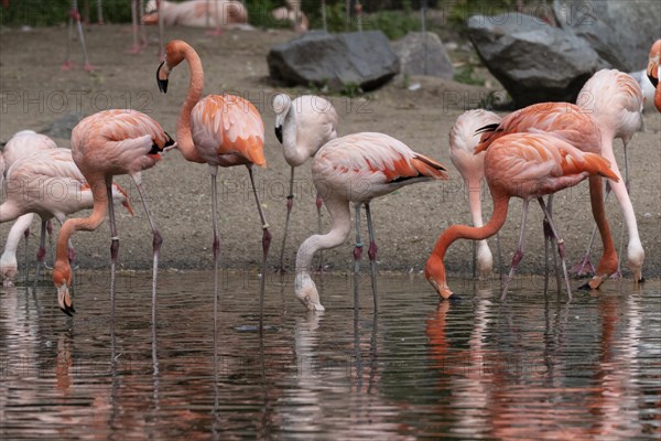 American flamingos