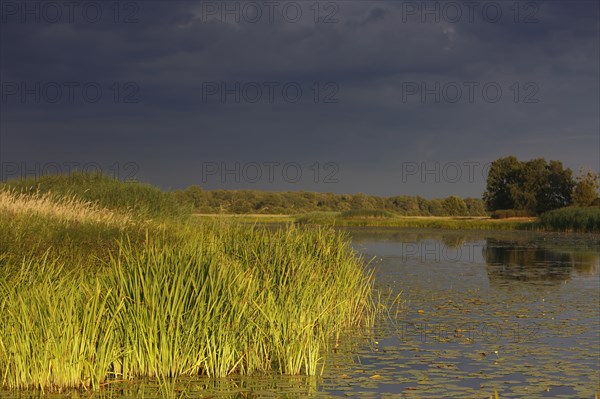 Evening mood in the floodplain forest