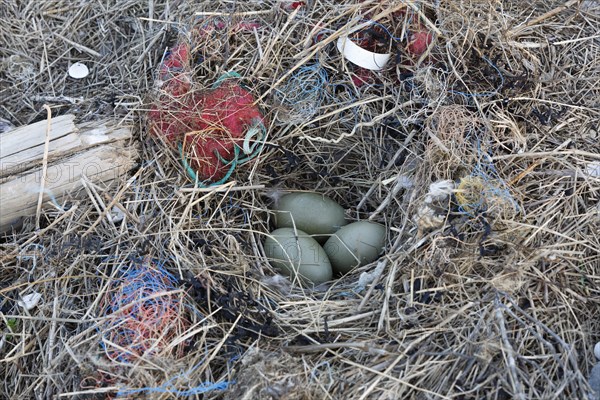 Litter from the sea