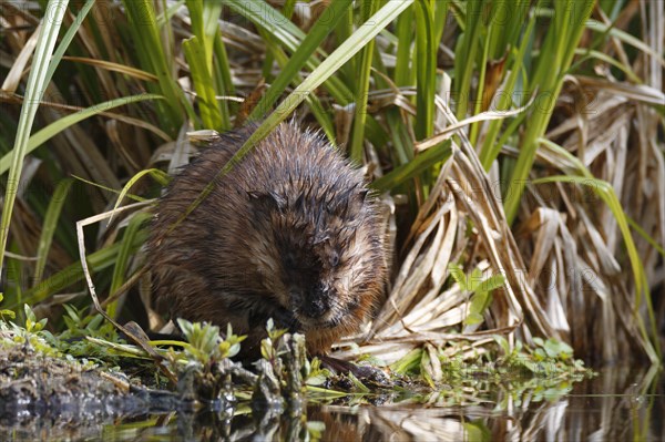 Muskrat