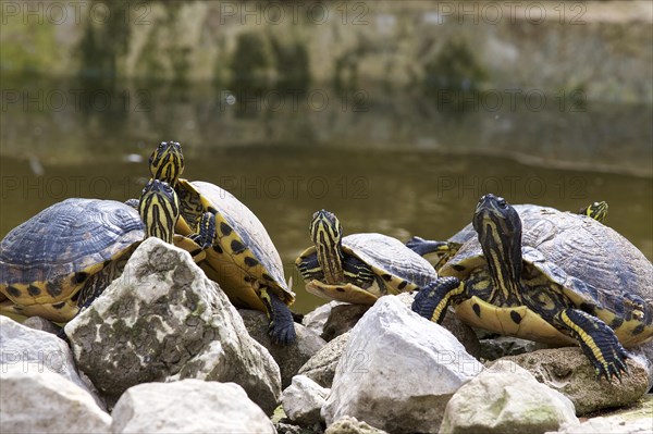 Ornate turtles