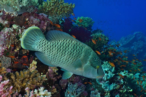 Humphead wrasse