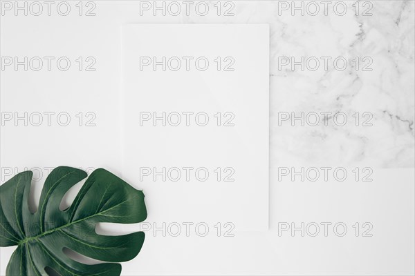 Elevated view green monstera leaf white blank card desk