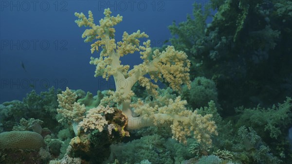 Soft coral Yellow Broccoli or Broccoli coral