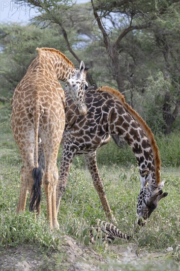 Masai giraffe