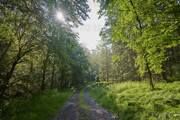 Forest path